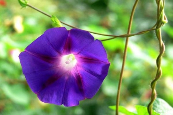 牽牛花的花語是什么呢 牽?；ǖ姆N植要注意什么呢