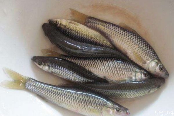 什么是麥穗魚呢 麥穗魚有什么營(yíng)養(yǎng)價(jià)值呢