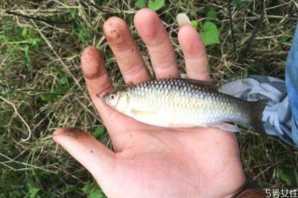 什么是麥穗魚呢 麥穗魚有什么營(yíng)養(yǎng)價(jià)值呢