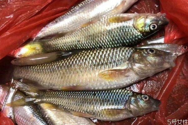 什么是麥穗魚呢 麥穗魚有什么營(yíng)養(yǎng)價(jià)值呢