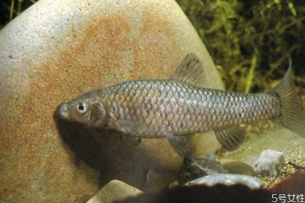 麥穗魚應(yīng)該沒(méi)在挑選呢 麥穗魚怎么做好吃呢