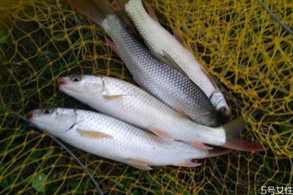 麥穗魚應(yīng)該沒(méi)在挑選呢 麥穗魚怎么做好吃呢