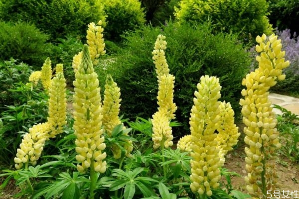 羽扇豆的花語(yǔ)是什么呢 羽扇豆的種植要注意什么呢