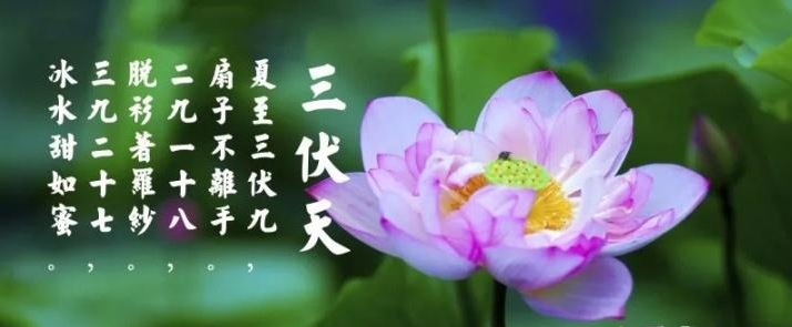 三伏天是什么？三伏天應注意什么？