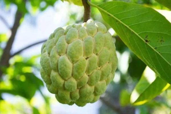 釋迦果要放幾天才能成熟 釋迦果開(kāi)花后一般多少天成熟