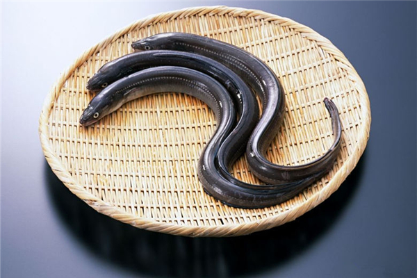 鰻魚(yú)是海魚(yú)還是淡水魚(yú) 鰻魚(yú)怎么做好吃又簡(jiǎn)單