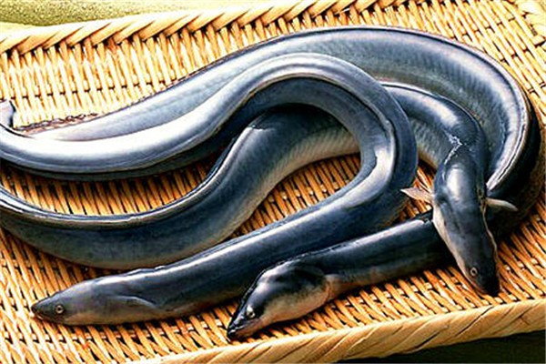 鰻魚(yú)是海魚(yú)還是淡水魚(yú) 鰻魚(yú)怎么做好吃又簡(jiǎn)單
