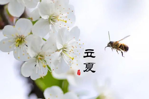 立夏的來歷和風俗 立夏可以穿夏裝嗎