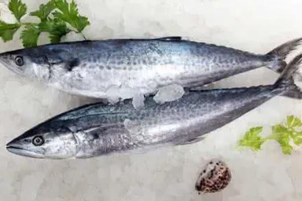 鲅魚有寄生蟲(chóng)嗎 鲅魚有魚泡嗎