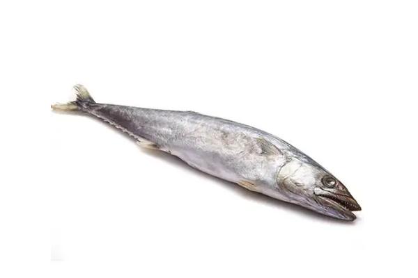 鲅魚有寄生蟲(chóng)嗎 鲅魚有魚泡嗎