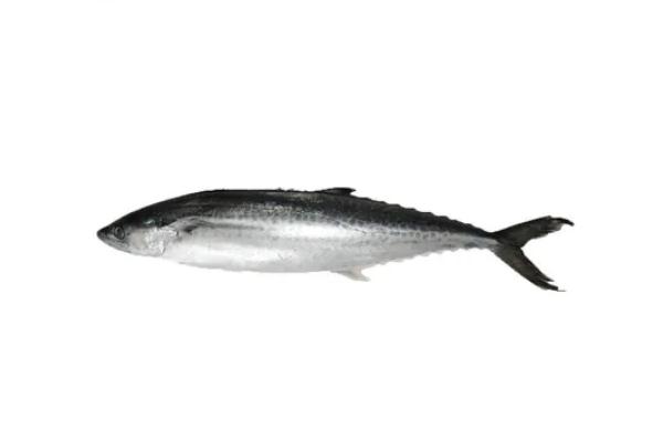 鲅魚有寄生蟲(chóng)嗎 鲅魚有魚泡嗎