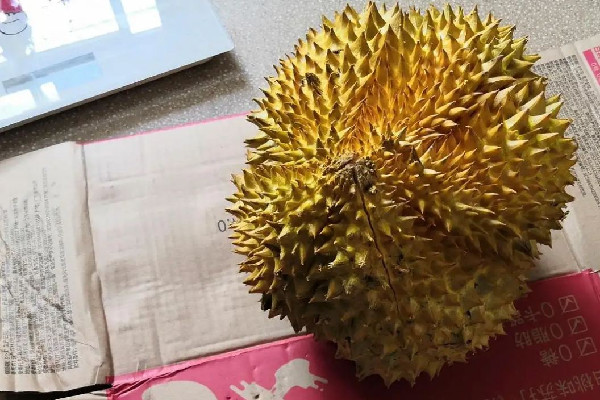 金枕榴蓮怎么挑選 金枕榴蓮買(mǎi)大的好還是小的好呢