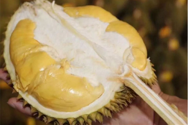 金枕榴蓮怎么挑選 金枕榴蓮買(mǎi)大的好還是小的好呢