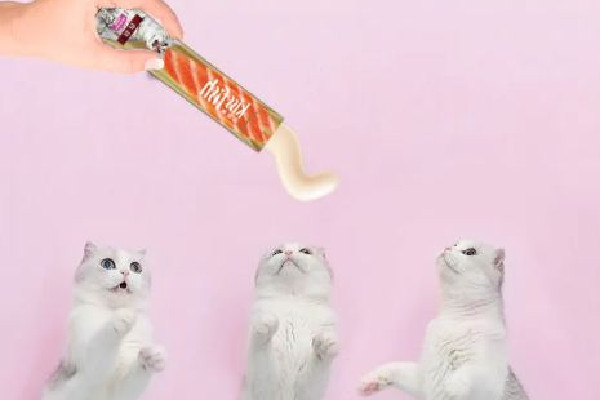 貓條哪個(gè)牌子質(zhì)量好性價(jià)比高 貓條買什么牌子好