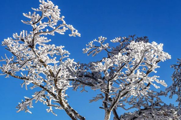 大雪節(jié)氣誰是真正下雪王 大雪節(jié)氣的特點和風俗