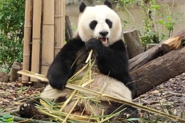 飼養(yǎng)員用竹竿打熊貓暖暖園方回應(yīng) 熊貓是國家?guī)准?jí)保護(hù)動(dòng)物